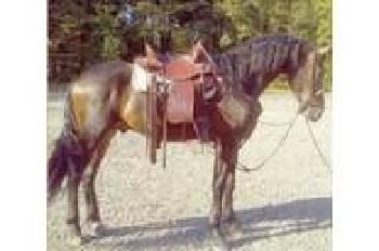 Horse Gelding