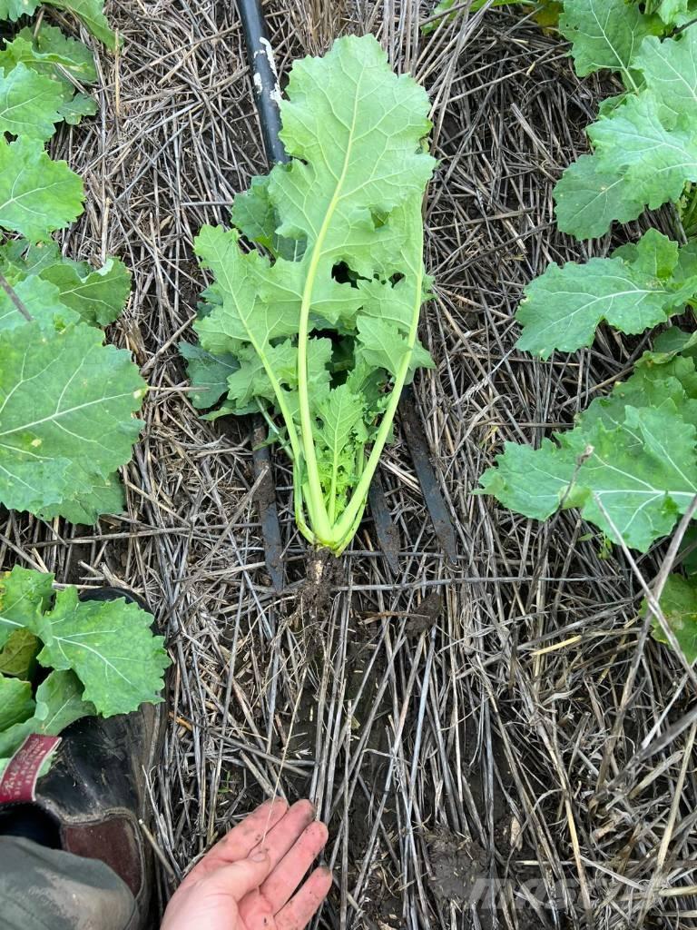 Horsch Focus 6 TD Sijačice