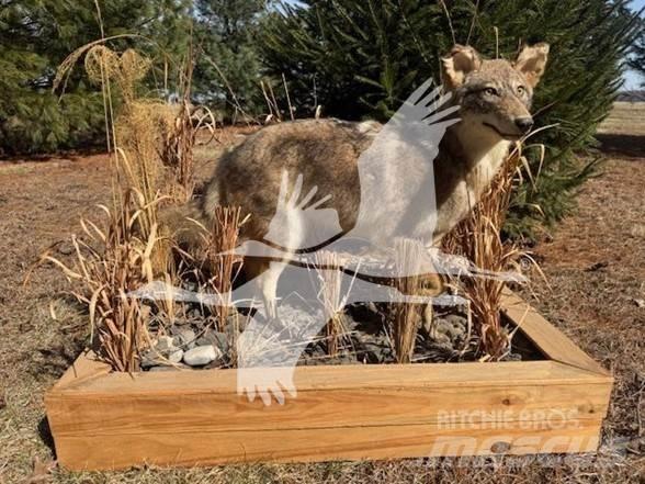 Coyote  Ostalo