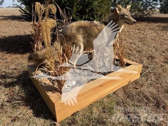 Coyote  Ostalo