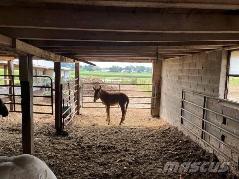  Mule Colt Drugi strojevi za stoku i dodatna oprema