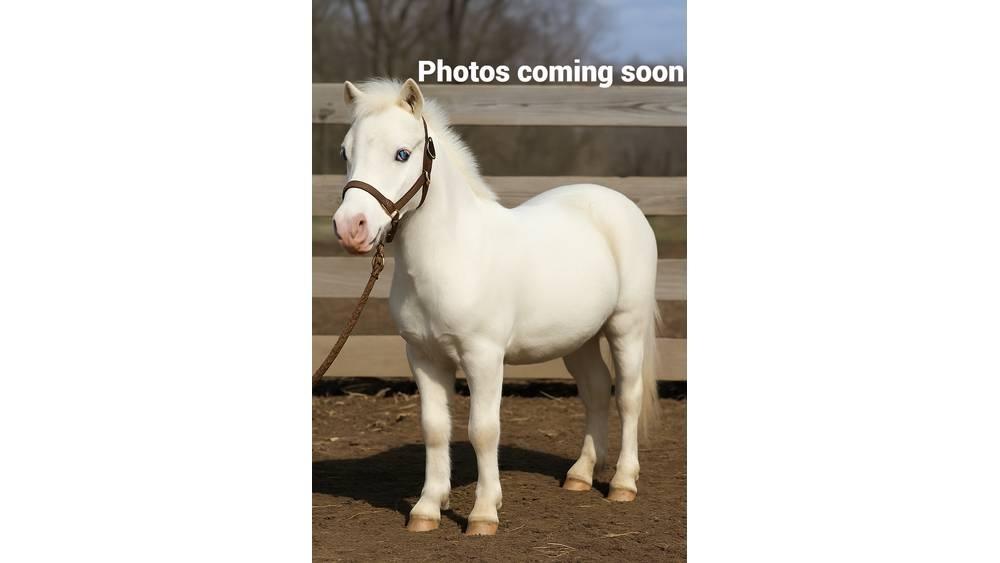  Pony 40" Oprema za mužnju
