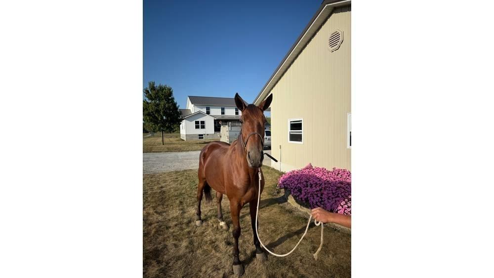  Horse Standardbred Drugi strojevi za stoku i dodatna oprema