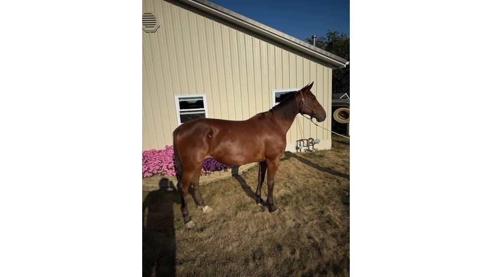 Horse Standardbred Drugi strojevi za stoku i dodatna oprema