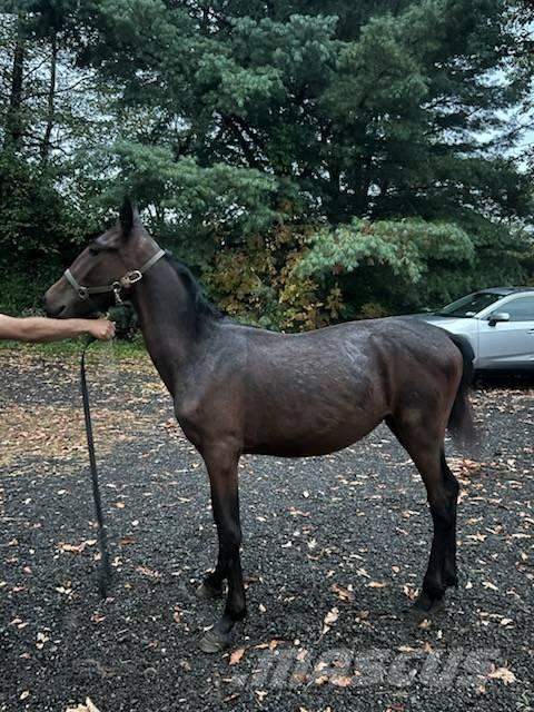 Horse Standardbred Drugi strojevi za stoku i dodatna oprema