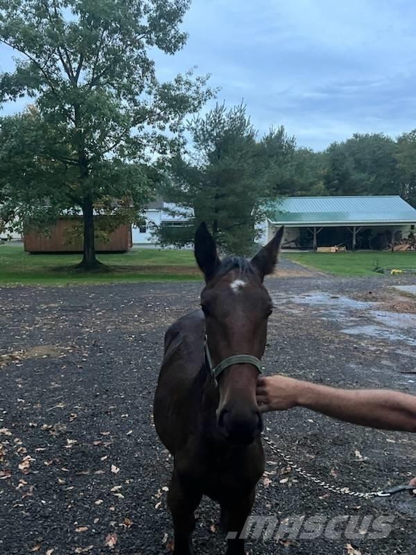  Horse Standardbred Drugi strojevi za stoku i dodatna oprema