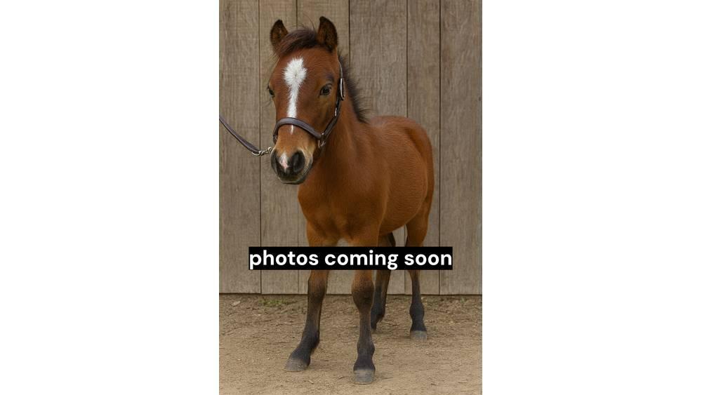  Pony Stallion 35in Oprema za mužnju