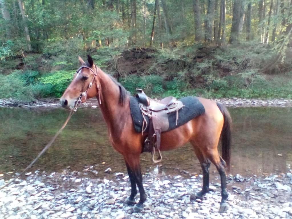 Morgan Mare Drugi strojevi za stoku i dodatna oprema