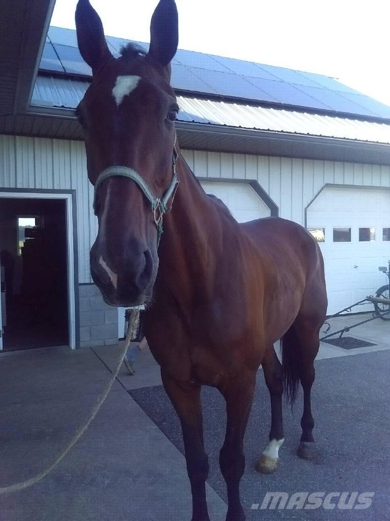  Standardbred Gelding Oprema za mužnju