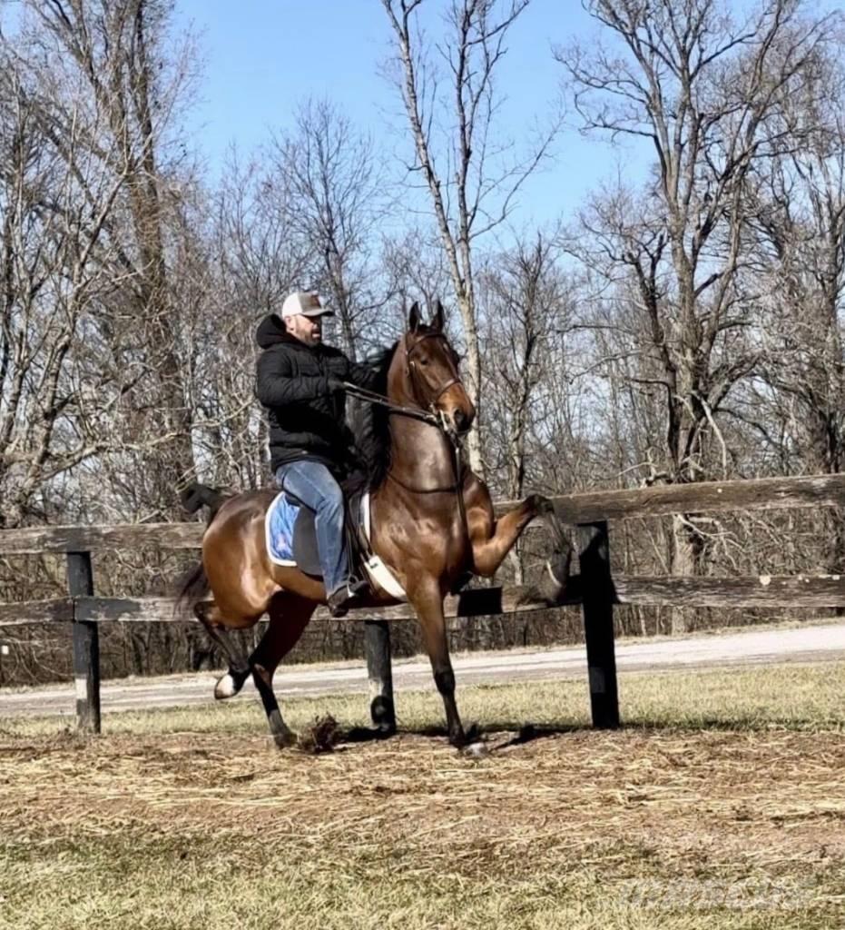  Horse Saddlebred Drugi strojevi za stoku i dodatna oprema