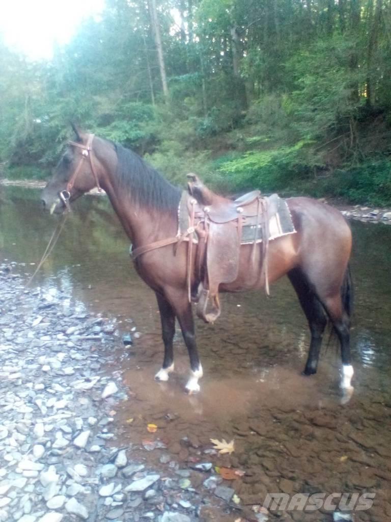  Horse Standaredbred Drugi strojevi za stoku i dodatna oprema