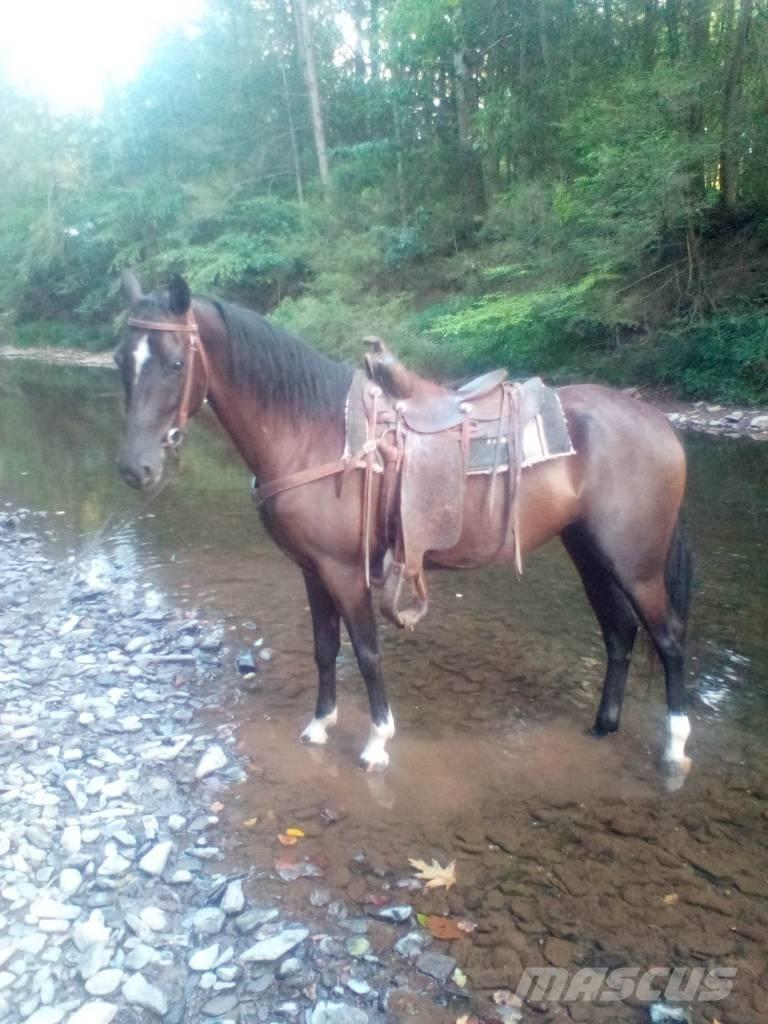  Horse Standaredbred Drugi strojevi za stoku i dodatna oprema