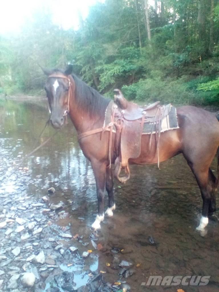  Horse Standaredbred Drugi strojevi za stoku i dodatna oprema