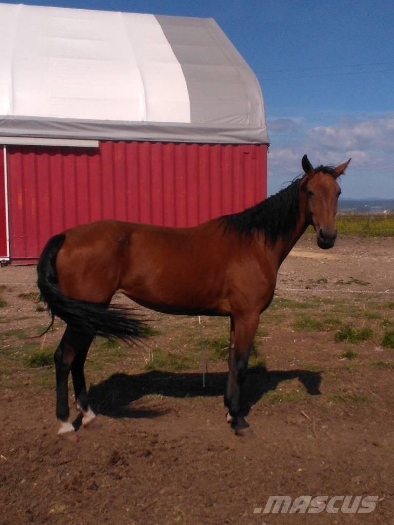  Horse Family Drugi strojevi za stoku i dodatna oprema