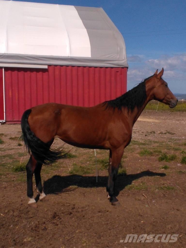  Horse Family Drugi strojevi za stoku i dodatna oprema