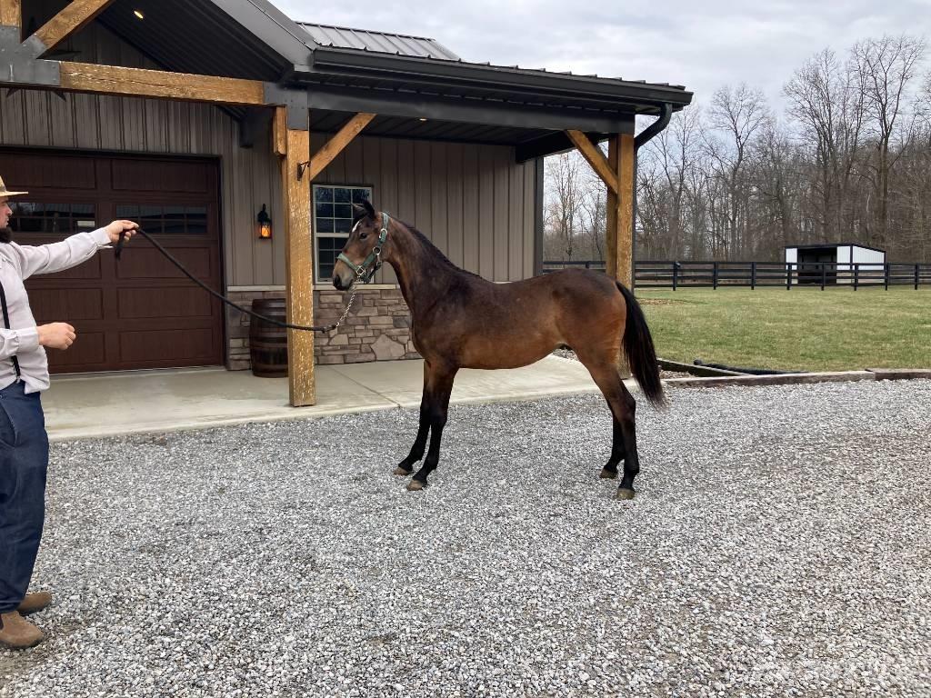 Morgan Filly Ostala oprema za traktore