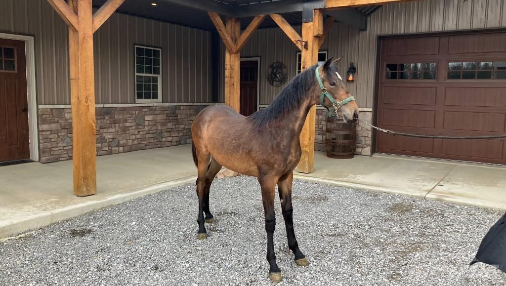 Morgan Filly Ostala oprema za traktore
