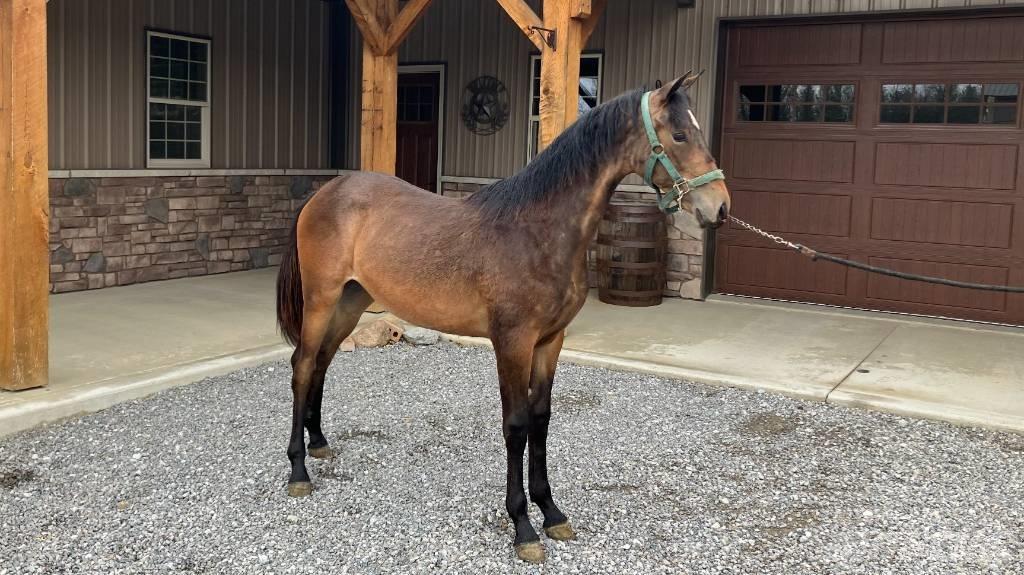 Morgan Filly Ostala oprema za traktore
