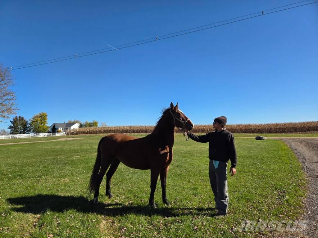  Horse Mare Drugi strojevi za stoku i dodatna oprema