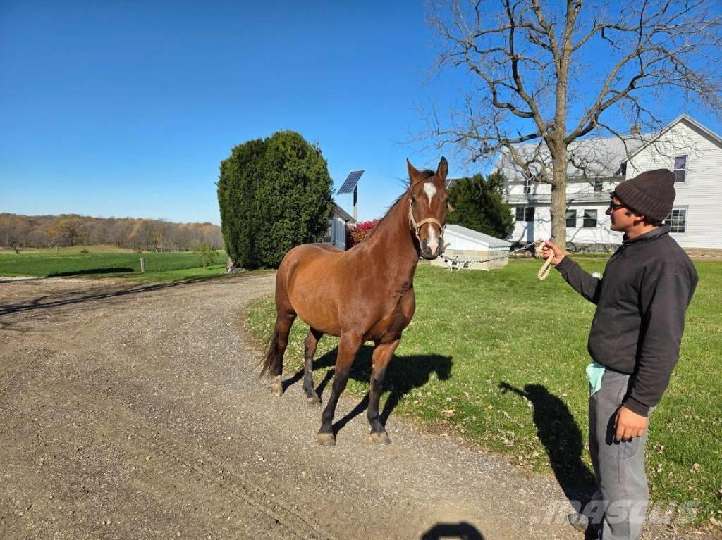  Horse Mare Drugi strojevi za stoku i dodatna oprema
