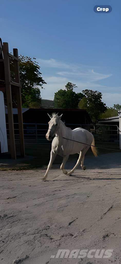  Horse Mare Drugi strojevi za stoku i dodatna oprema