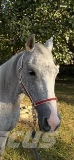 Horse Mare Drugi strojevi za stoku i dodatna oprema