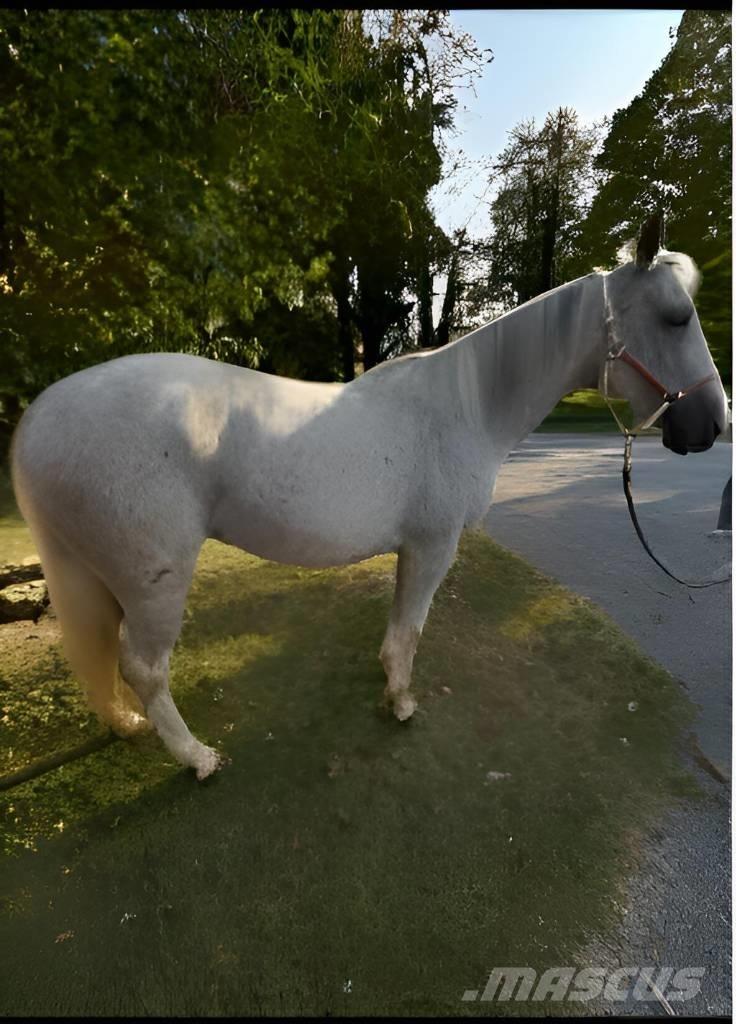  Horse Mare Drugi strojevi za stoku i dodatna oprema