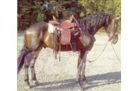  Horse Gelding Drugi strojevi za stoku i dodatna oprema