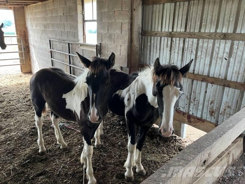  Horse Male Drugi strojevi za stoku i dodatna oprema