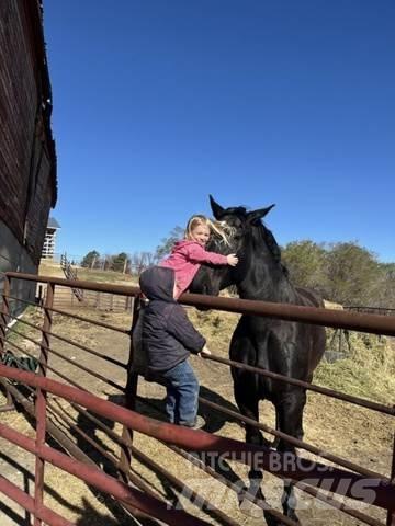  Percheron Team Građevinarstvo – ostalo
