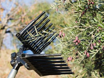 oliveharvestingequipment