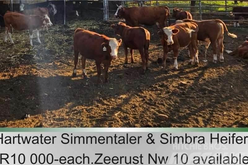  10 x Simmantaler/Simbra heifers Ostali kamioni